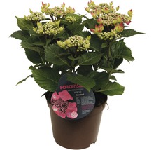 Hortensia röd FLORASELF Hydrangea macrophylla 30-40cm co 4L