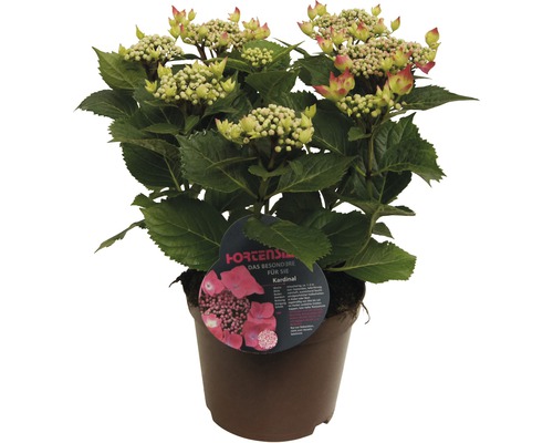 Kardinal Hortensia i kruka med gröna blad och blomknoppar