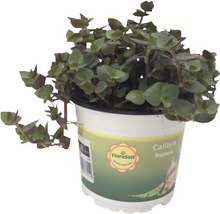 Sköldpaddstuva PetSnack FLORASELF Callisia repens 15-17cm Ø12cm