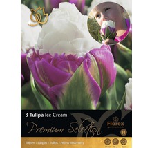 Förpackning med tre Tulipa Ice Cream blomsterlökar