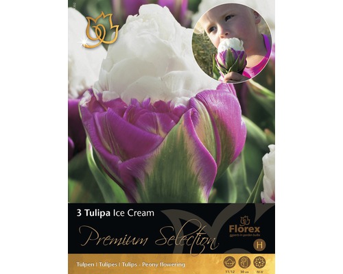 Blomsterlökar tulpan Ice Cream rosa 3st