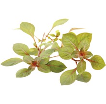 Amarantväxt med blad