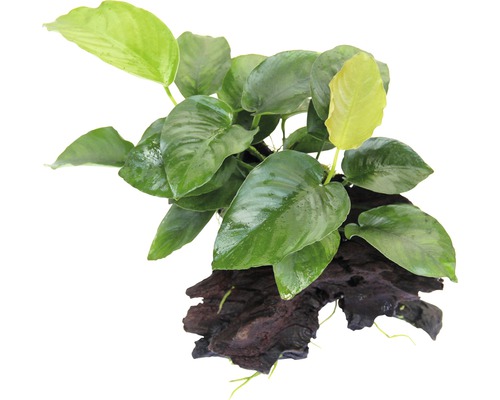 Akvarieväxt DENNERLE PLANTS Barteranubias Anubias barteri på rot ca 17x8x15cm Akvarieväxt på rotträ