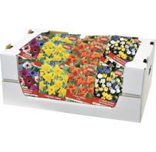 Försäljningsdisplay med olika förpackningar av blomsterlökar som sippor, påskliljor, tulpaner och krokusar för plantering.
