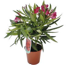 Oleander i kruka med gröna blad och rosa blommor