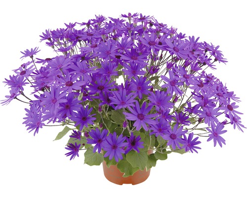 Kruka med cineraria