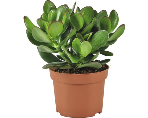 Krassula FLORASELF Crassula x Hybrida 'Magical Tree' ca 25cm krukstorlek Ø12cm Penningträd i kruka