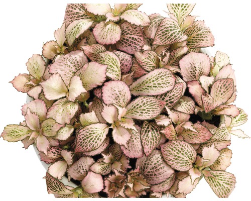 Fittonia krukväxt med rosa bladmönster