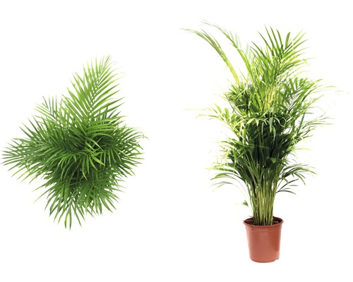 Guldpalm FLORASELF Dypsis lutescens 120-140cm Ø24cm Guldpalm FLORASELF Dypsis lutescens 120-140cm Ø24cm
