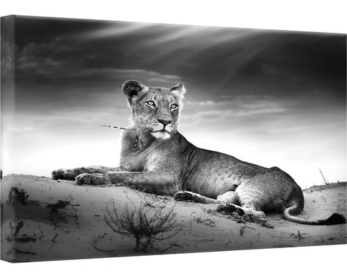 Tavla Canvas 75x100cm Lioness