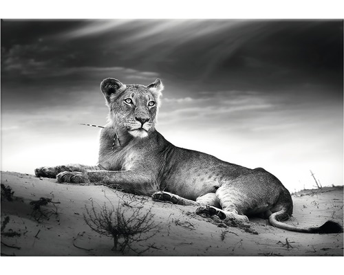 Svartvit bild av ett liggande lejoninna i naturen