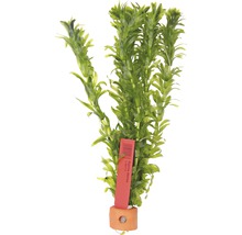 Akvarieväxt DENNERLE PLANTS Tropisk stor vattenpest Egeria densa HB