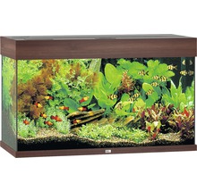 Dekorativt akvarium med fiskar och växter