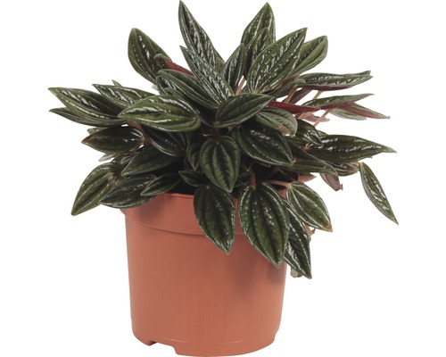 Peperomia i kruka