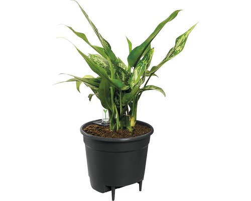 Dieffenbachia i svart kruka med bevattningssystem