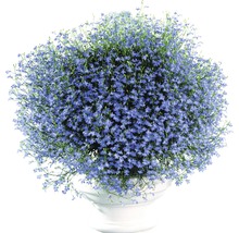 Lobelia i en vit blomkruka