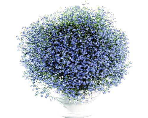 Lobelia i en vit blomkruka