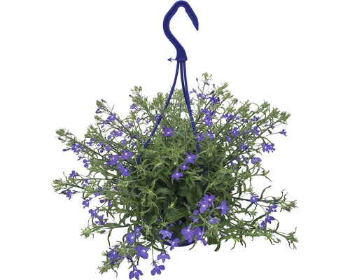 Hängande växt med blå blommor i en kruka med upphängningsanordning