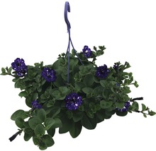 Hängpetunia med blåvita spräckliga blommor i en hängkruka