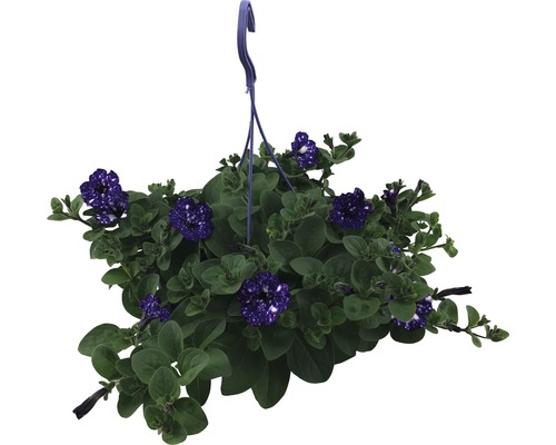 Hängpetunia med blåvita spräckliga blommor i en hängkruka