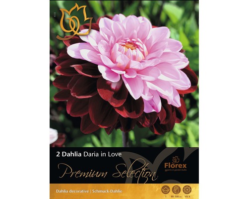 Blomsterlökar Dahlia Daria in Love 2st