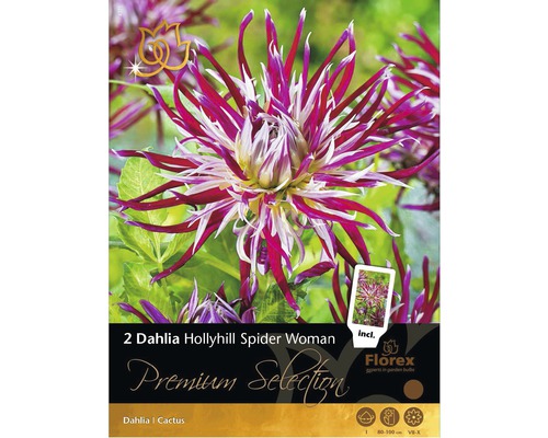 Blomsterlökar Kaktusdahlia Hollyhill Spider Woman 2st