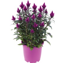 Axamarant FLORASELF Celosia argentea caracas Ø25cm