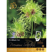 Förpackning med Allium Hair prydnadslök, innehåller 15 blomsterlökar