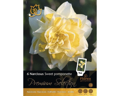 Förpackning med sex narcisser av sorten Sweet Pomponette