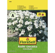 FloraSelf Arabis caucasica Schneehaube