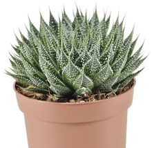 Zebra Haworthia i kruka