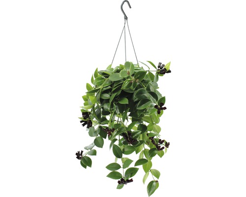Ampelfackla i ampel FLORASELF Aeschynanthus lobbianus Mona Lisa 40-55cm Ø15cm Hängande växt med gröna blad och mörka blommor