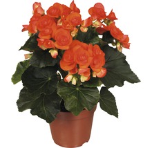 Begonia i kruka med blommor och gröna blad