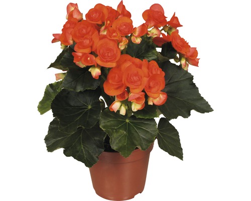 Begonia FLORASELF Begonia elatior Reina 30-40cm Ø14cm