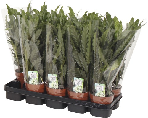 Bricka med flera Calathea krukväxter i kruka, förpackade i plastfolie