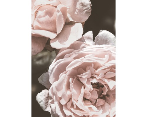 Posters Rose Vintage 50x70cm