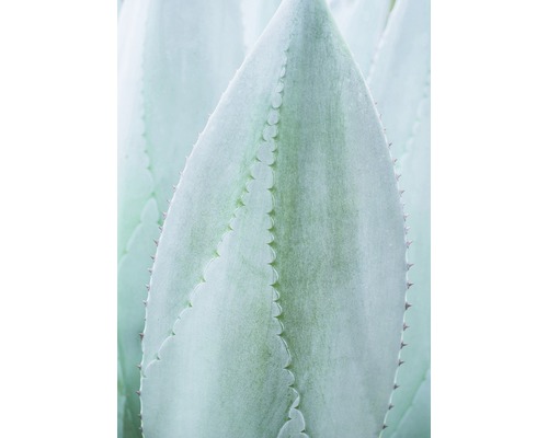 Poster Blue Agave 50x70cm