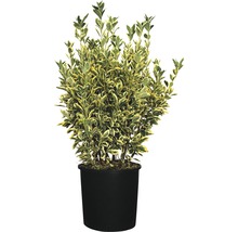 Benved med variegerade blad i kruka