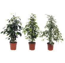 Tre fikusar i krukor