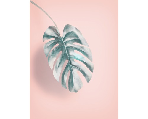 Närbild av Monstera-blad Närbild av Monstera-blad