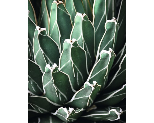 Poster Green Plant 40x50cm Poster Green Plant 40x50cm