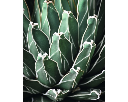 Poster Green Plant 40x50cm