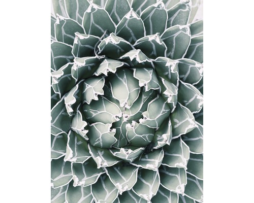 Poster Plant 30x40cm Poster Plant 30x40cm