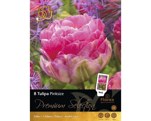 Blomsterlökar premium tulpan Pinksize 8st