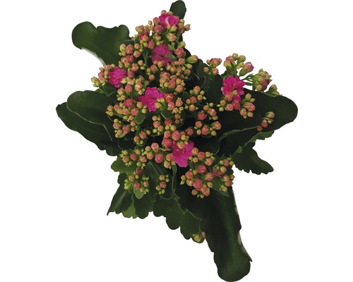 Kalanchoe växt med blommor och blad
