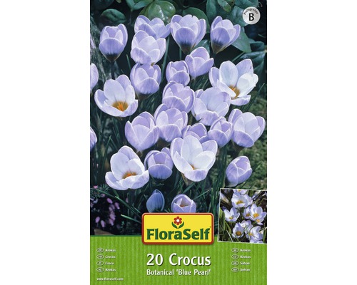 Blomsterlökar FLORASELF krokus Blue Pearl 20st