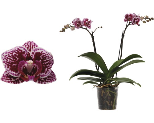 Brudorkidé FLORASELF Phalaenopsis-Cultivars Multiflower 30-40cm Ø9cm tvåfärgad