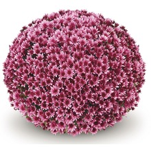 Kl Chrysanthemum med många blommor