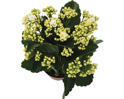 Kalanchoe växt med vita blommor i kruka