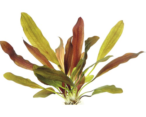 Akvarieväxt DENNERLE PLANTS Red Chameleon svärdplanta Echinodorus Red Chameleon Akvarieväxt med avlånga blad